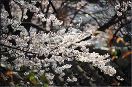 벚꽃 화사한 날에