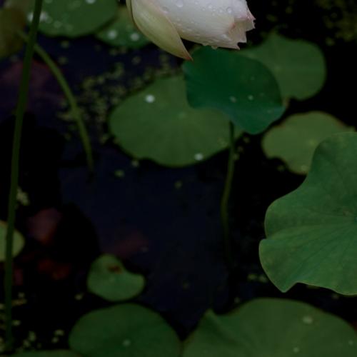 고개숙인 백련이