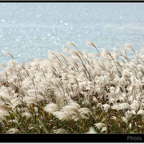 대청호 문의면 억새밭...^^ (사진 13장)