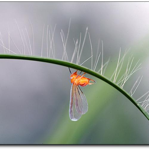 오늘 아침엔75탄(연작)