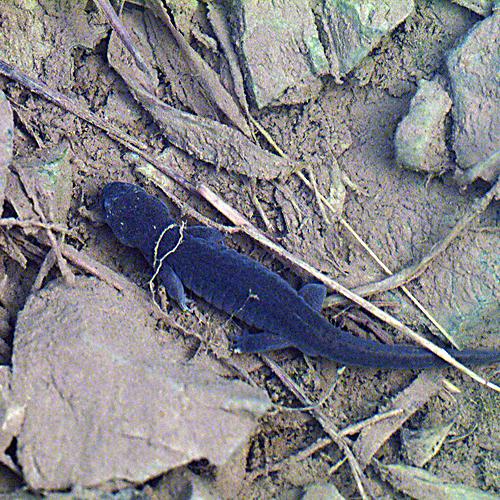 오늘 아침엔146탄(도룡뇽)