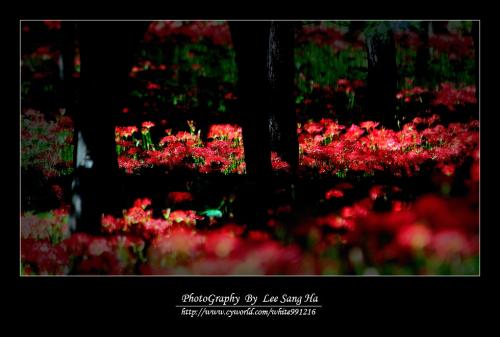 꽃무릇...^^