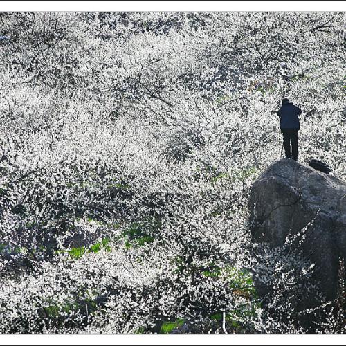 무릉매원에 핀 열정...