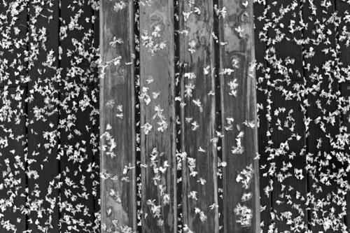 벤치위 아카시아