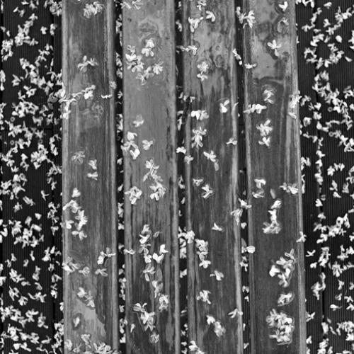 벤치위 아카시아