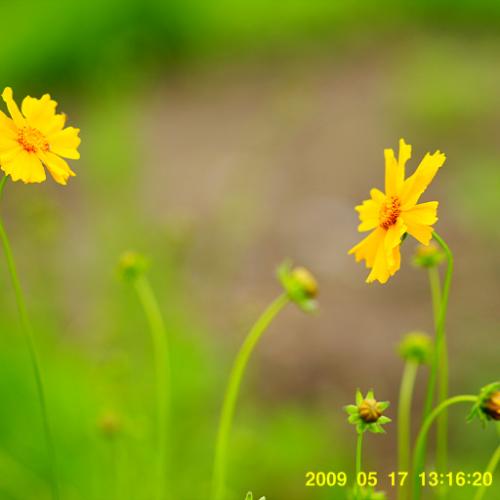 雨中 대전수목원에서....