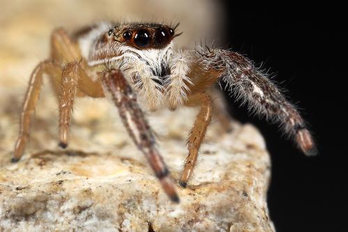 [접사] 깡충거미