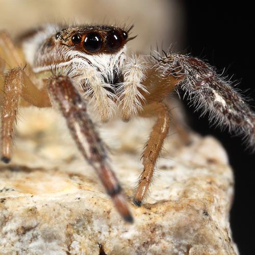 [접사] 깡충거미