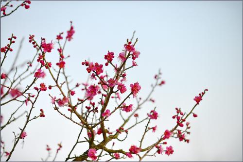 [D800]紅梅香