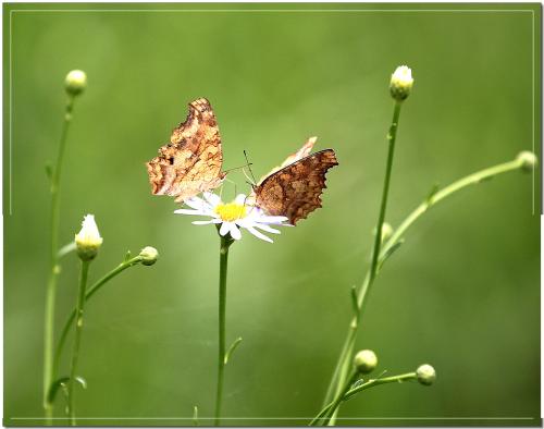 이쁜 나비 사랑
