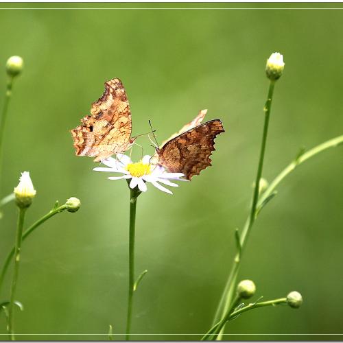 이쁜 나비 사랑