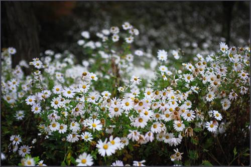 구절초가 있는 풍경