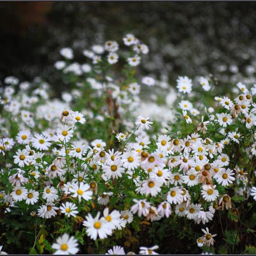 구절초가 있는 풍경