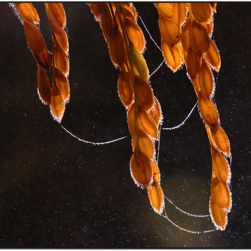 안개비가 오던 날