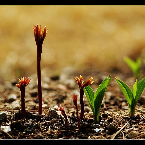 봄의 교향곡(연작14장)