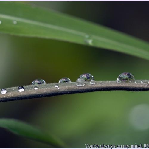 보석속의 다른 세상...