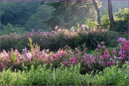 배롱나무 핀 언덕