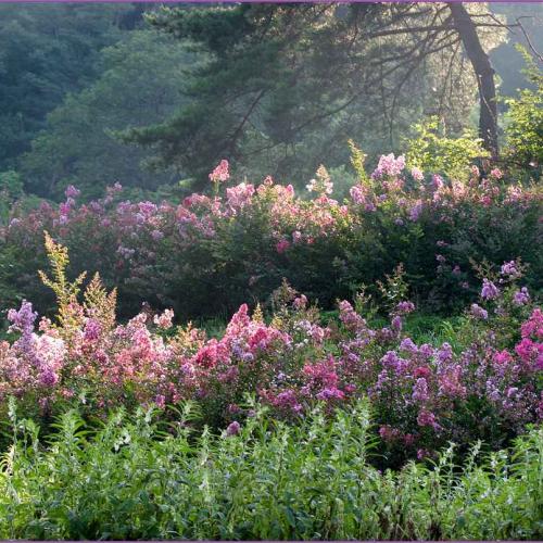 배롱나무 핀 언덕