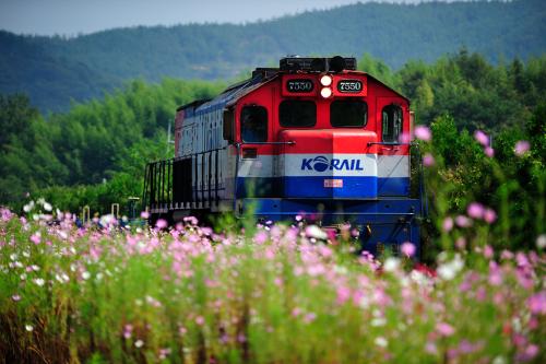 북천역 코스모스와 기차...