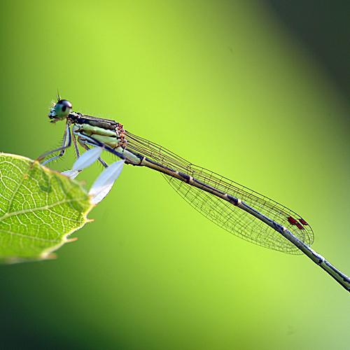 오늘 아침엔186탄(실잠자리)