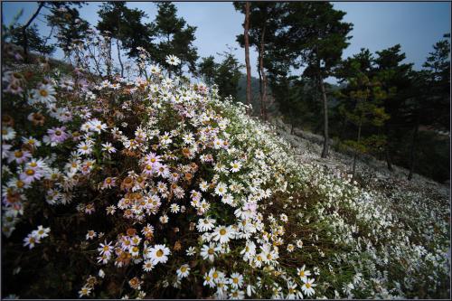 구절초가 있는 풍경