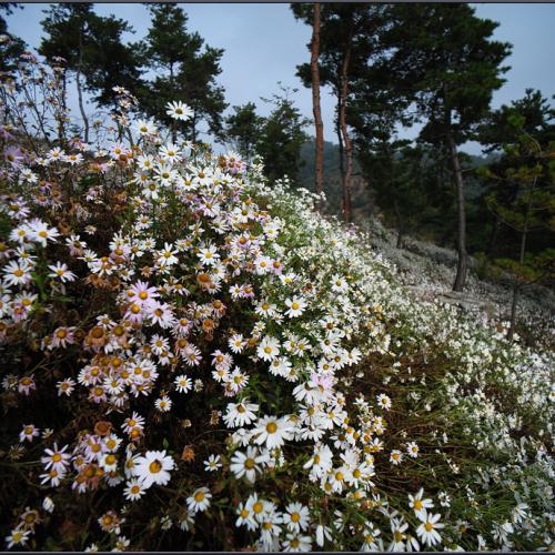 구절초가 있는 풍경