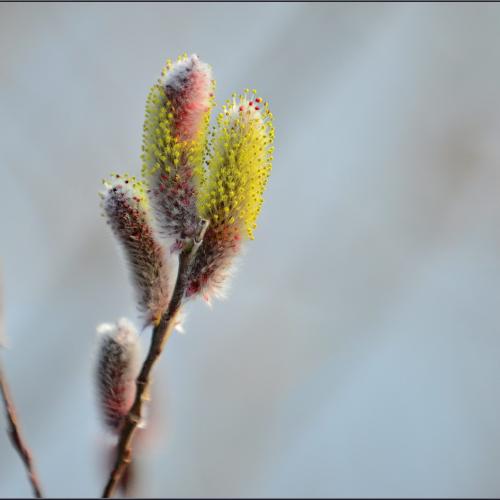 [D800]버들강아지