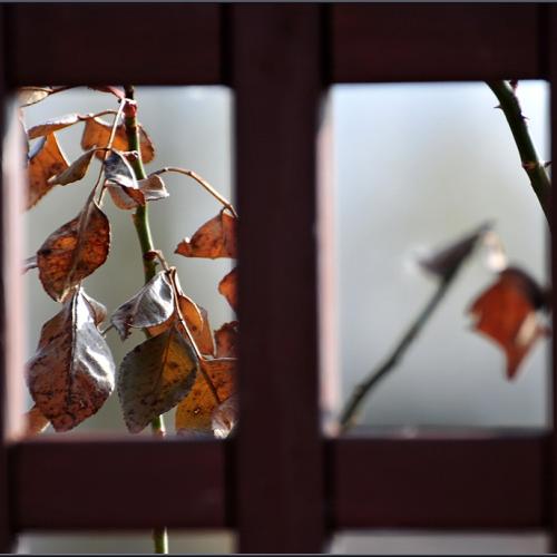 봄이 보이는 창