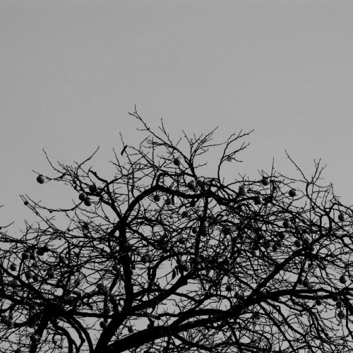 하늘에 가지를 뻗는다.