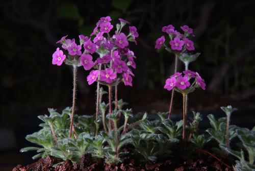 KBS야생화 전시장에서