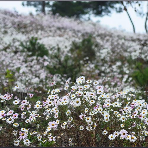 구절초가 있는 풍경