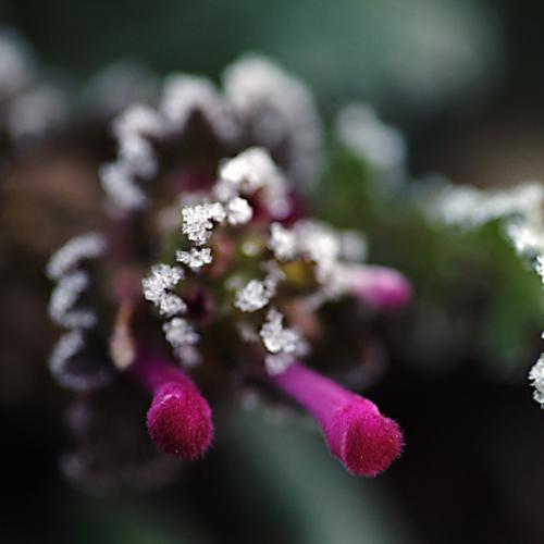 오늘 아침엔147탄(서리꽃)