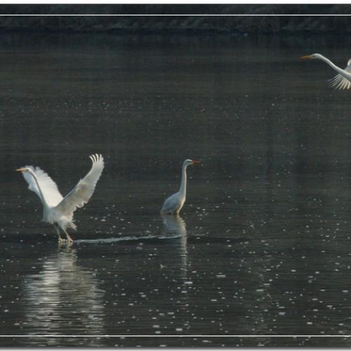 드뎌..저도 새를 잡았어요오~~