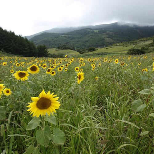 고원자생식물원