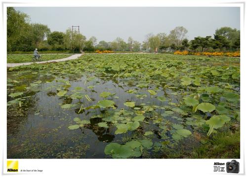 궁남지 소경(小景)