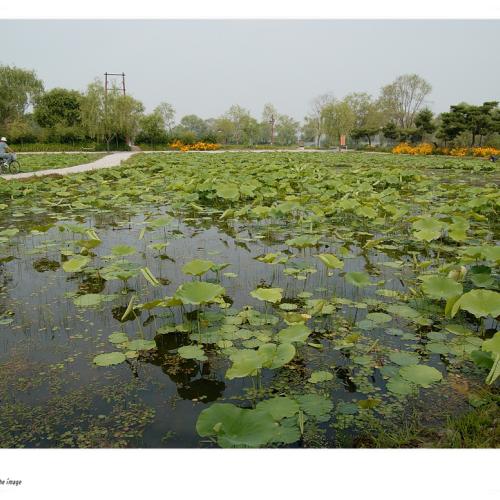 궁남지 소경(小景)