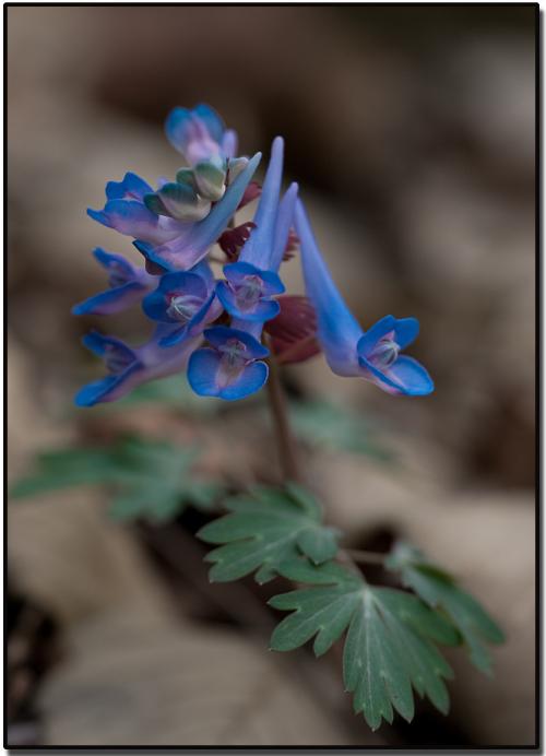 봄 소식 종합셋트