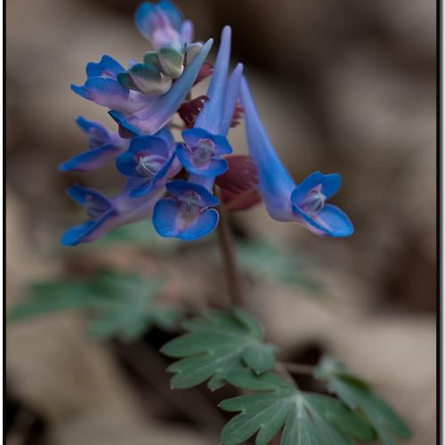 봄 소식 종합셋트