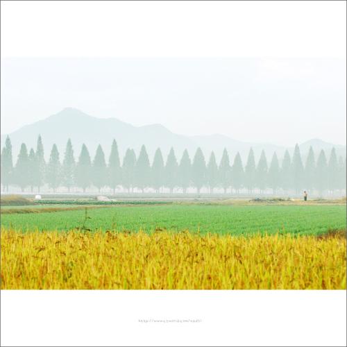 비오는 담양풍경..