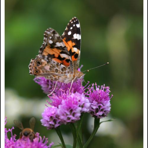 작은멋쟁이나비