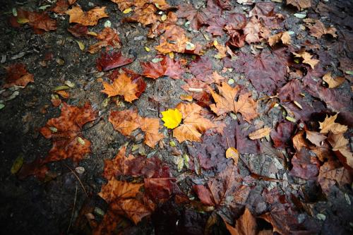 겨울을 재촉하는 소리