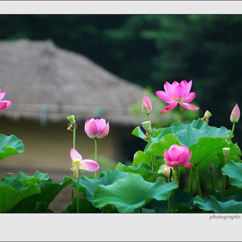 풍경으로 담아본 홍련화