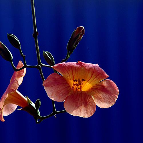 오늘 아침엔197탄(능소화)