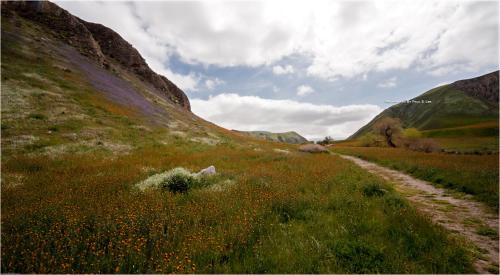 캘리포니아의 야생화