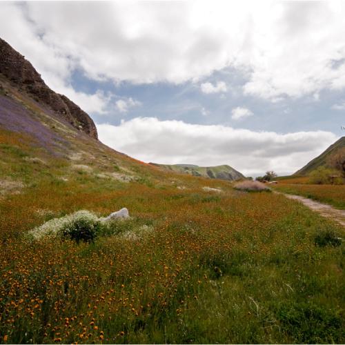 캘리포니아의 야생화