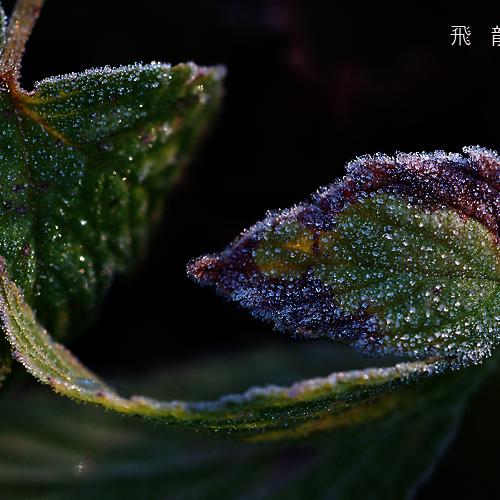 오늘 아침엔122탄(첫서리)