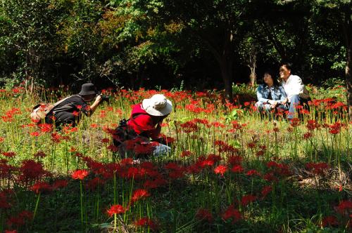 불갑사에서 녹차님 and...