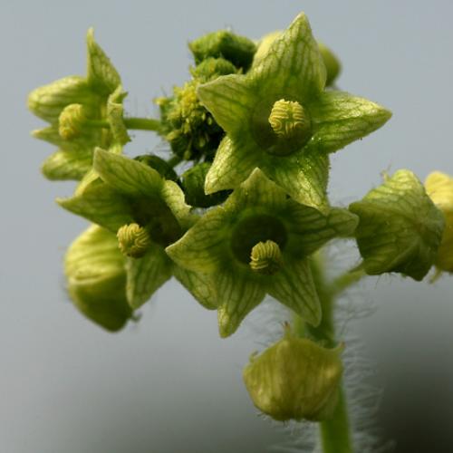 이름을 모르겠네요..(가시박)