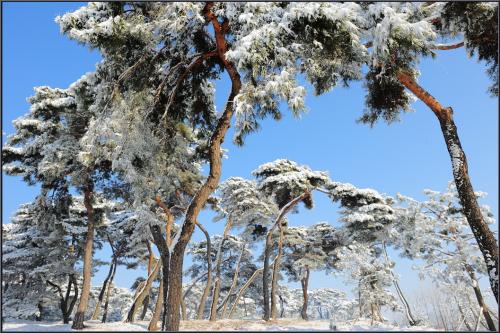 눈과 솔밭