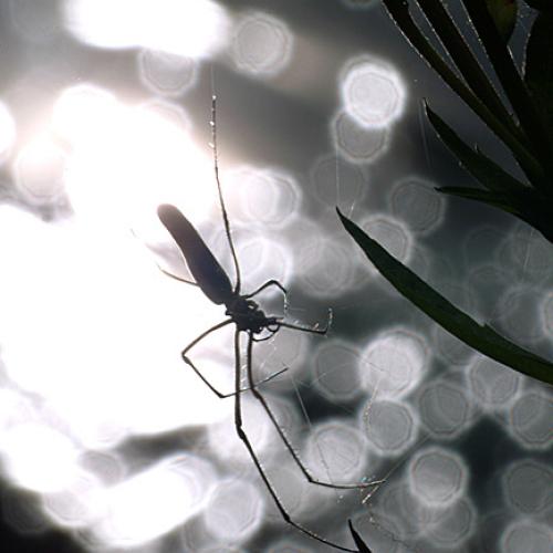 오늘 아침엔187탄(거미)